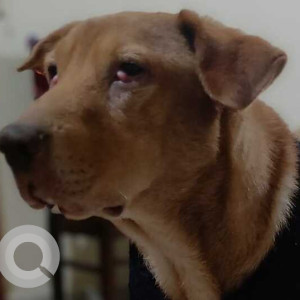 Missing: Brown Male Indie Dog from Ghorpadi/Mundhwa area of Pune-3