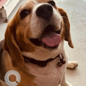 Missing: White-Brown Mix Male Beagle Dog from B57, Subhash Park Extension, Rajapuri Road, Uttam Nagar, Delhi