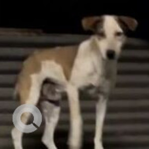 Missing: White-Brown Mix Male Indie Dog from Nyati Eureka & Manipal Hospital, Kharadi, Pune-2