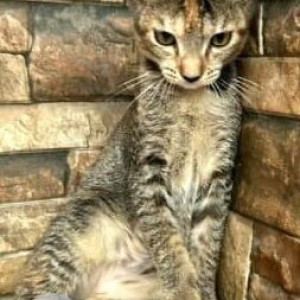 Missing: Black and Brown Female Indie Cat from 19th road Khar West-2