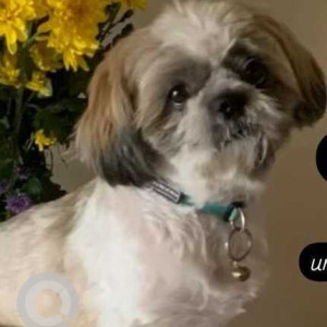 Missing: White-Brown Mix Male Shih Tzu Dog from Satya Bharathi Convention Centre