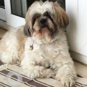 Missing: White-Brown Mix Male Shih Tzu Dog from Satya Bharathi Convention Centre-2