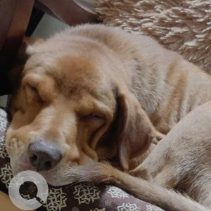 Missing: Brown Male Indie Dog from Ghorpadi/Mundhwa area of Pune-2