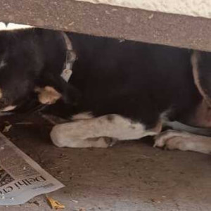 Missing: Black and Brown Female Indie Dog from Gangotri Enclave, Alaknanda (Delhi)-2