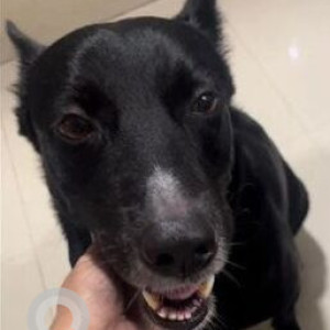 Missing: Black and White Male Indie Dog from Omkar Raga (Shell Colony highway Chembur)