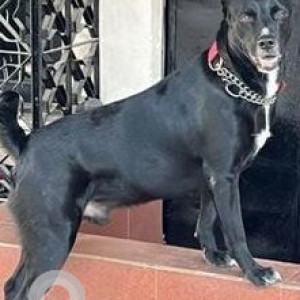 Missing: Black and White Male Indie Dog from Omkar Raga (Shell Colony highway Chembur)-2