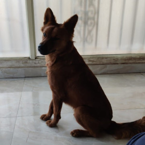 Found: Brown Male Indie Dog from Kadugodi Metro station (Whitefield)-2