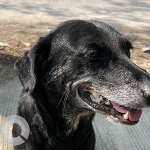 Found: Black Female Indie Dog from Wakad