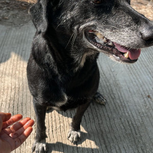 Found: Black Female Indie Dog from Wakad-2