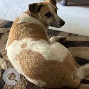 Missing: White-Brown Mix Female Indie Dog from South Avenue, Thiruvanmiyur