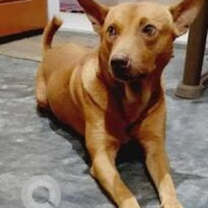 Missing: Brown Male Indie Dog from Beltola Survey Near Gopal Than