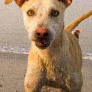 Missing: White Male Indie Dog from Juhu Beach-2