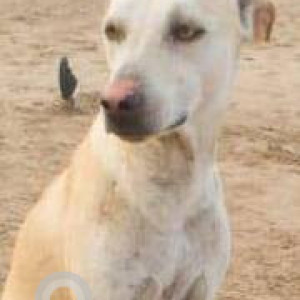 Missing: White Male Indie Dog from Juhu Beach-3