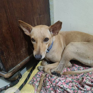 Missing: Brown Female Indie Dog from Khanda colony ,New Panvel