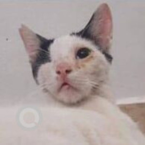 Missing: Black and White Male Indie Cat from Micheal Nivas, Dewoolwadi, Chakala Cigarette Factory, Andheri East-2