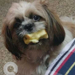 Missing: White and Grey Male Shih Tzu Dog from S Ramesh road, near Kerala mess, T Dasarahalli, Jalahalli-2