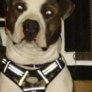 Missing: White-Brown Mix Male Pitbull mix Dog from Golden gardens Ballard