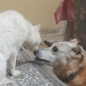 Missing: White-Brown Mix Male Indie Dog from Ferrao Estate, Colva - Near Colva Police Station-2