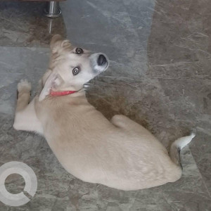 Missing: White Female Indie Dog from Dattaprasad Colony, Shikarpur, Pune-3
