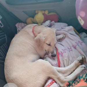 Missing: White Female Indie Dog from Dattaprasad Colony, Shikarpur, Pune-2