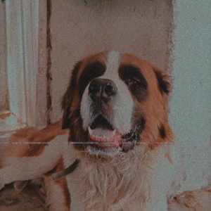 Missing: White-Brown Mix Male Saint Bernard Dog from Sarkhej, Ahmedabad