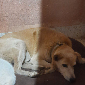 Missing: White-Brown Mix Male Indie Dog from Ferrao Estate, Colva - Near Colva Police Station