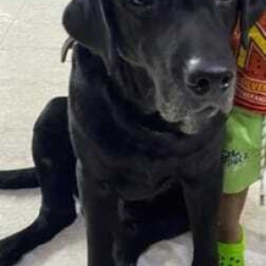 Missing: Black Male Labrador Dog from Driver's Colony, T Nagar, Chennai-2