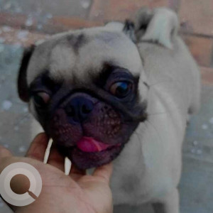 Missing: White Female Pug Dog from Kathirvedu, Chennai-2