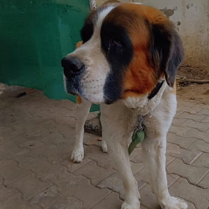 Missing: White-Brown Mix Male Saint Bernard Dog from Sarkhej, Ahmedabad-2