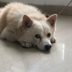 Found: White Female Pomeranian mix Dog from Mogappair-2