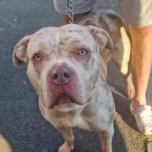 Found: White-Brown Mix Male Pitbull Dog from East Midlands