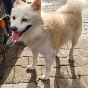 Found: White Female Pomeranian mix Dog from Mogappair