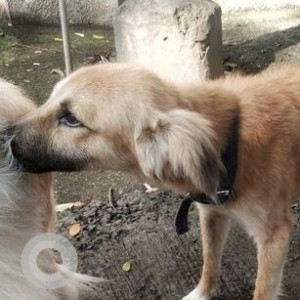 Found: White-Brown Mix Male Indie Dog from Ganesh mala, Sinhagad Road