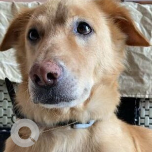 Missing: Golden Male Labrador Retriever Dog from Defence Colony, Sector C, Lane 8 Ambala Cantt-3
