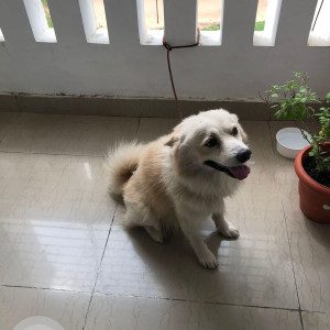 Found: White Female Pomeranian mix Dog from Mogappair-3