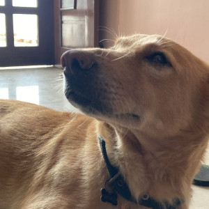 Missing: Golden Male Labrador Retriever Dog from Defence Colony, Sector C, Lane 8 Ambala Cantt-2