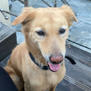 Missing: Golden Male Labrador Retriever Dog from Defence Colony, Sector C, Lane 8 Ambala Cantt