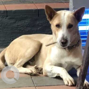 Missing: White-Brown Mix Female Indie Dog from Pune