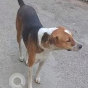 Missing: Black and Brown Male Indie Dog from Bull Temple Road, near BMS Engineering College, Basavangudi