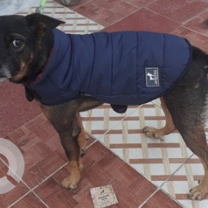 Missing: Black and Brown Male Indie Dog from Lane No. 4, Chanakyapuram, Mohkhampur Khurd, Dehradun-2