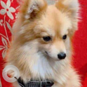 Missing: Brown Male Pomeranian Dog from Naya Khand 2 Indrapuram Ghaziabad