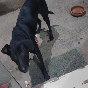Found: Black Male Indie Dog from Trimurti Lawns, Lohegaon
