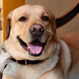 Missing: Brown Male Labrador Dog from Hotel Nivant, Tilekar Nagar, Kondhwa Budruk, behind ISKCON Temple