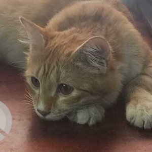 Found: Orange Female Ginger cat Cat from 6th cross , Malleshpalya-2