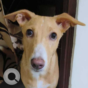 Missing: White-Brown Mix Female Indie Dog from Govindpuri Extension Gali No 8