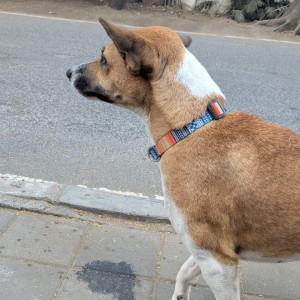 Found: White-Brown Mix Female Indie Dog from Koregaon Park-2