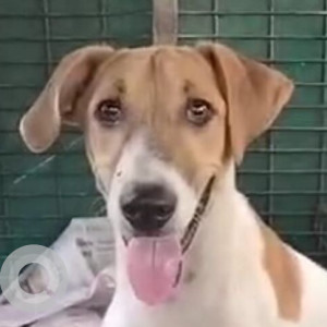 Missing: White-Brown Mix Male Indie Dog from West Enclave, Pitampura