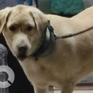 Found: Brown Male Labrador Dog from Siddapura, Whitefield