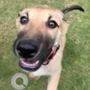 Found: White Female Indie Dog from 80trees Apartment, next to Gear School Road-2