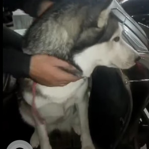 Missing: White and Grey Female Husky Dog from Rohini sector 3 A